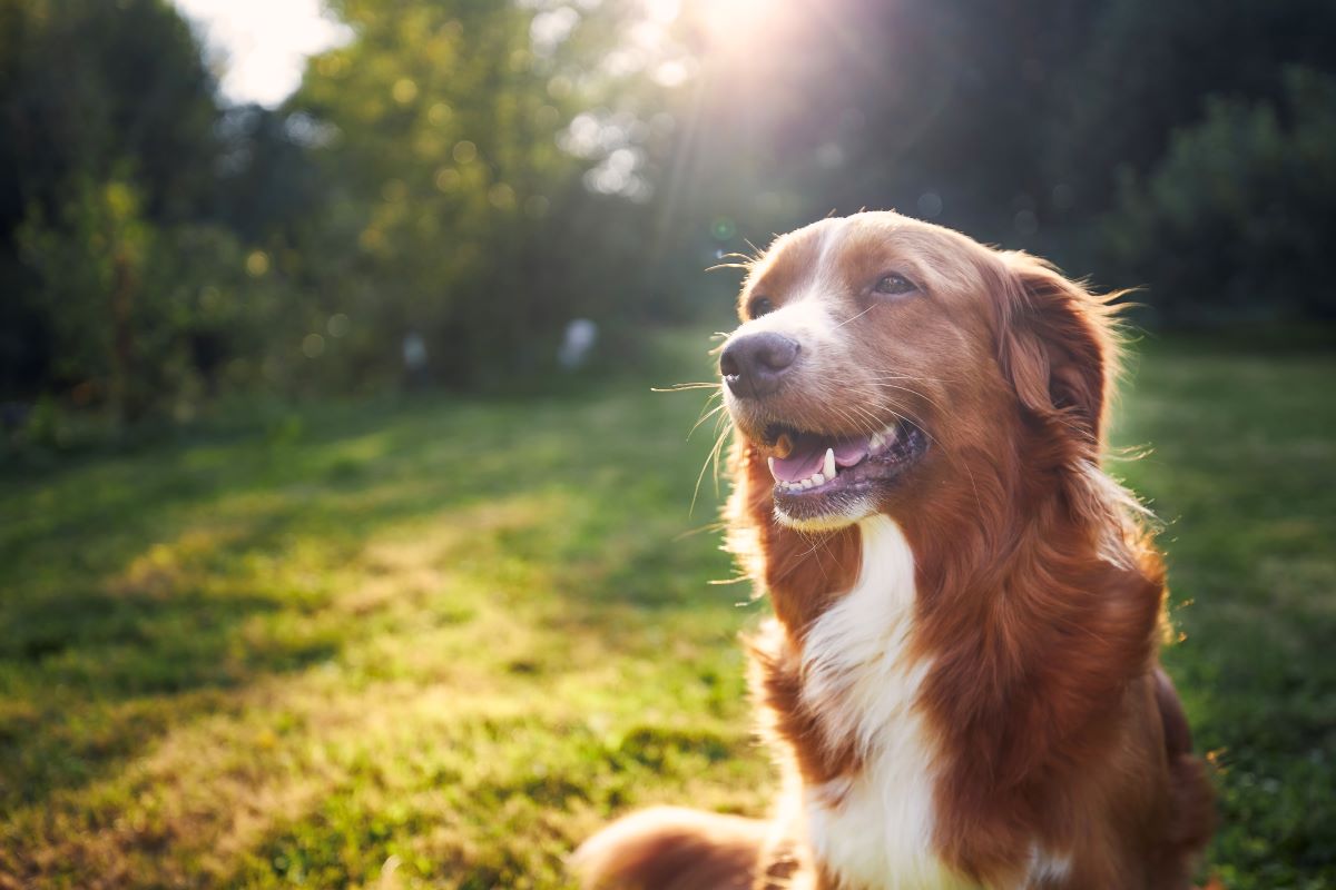 Hund vermisst Warendorf — Erste Schritte zur Suche