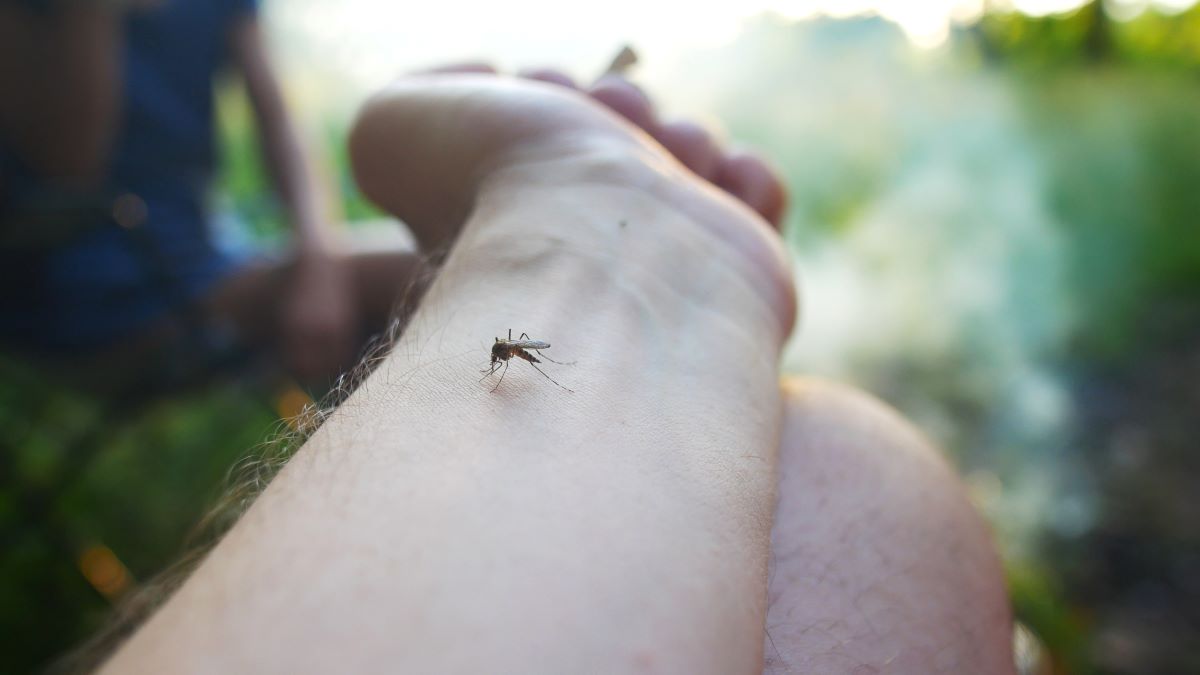 Insektenstiche in Warendorf: Erste Hilfe, Notfallzeichen und
