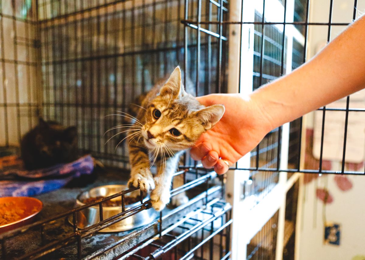 Katze mikrochippen Warendorf — Sicherheit & Leitfaden