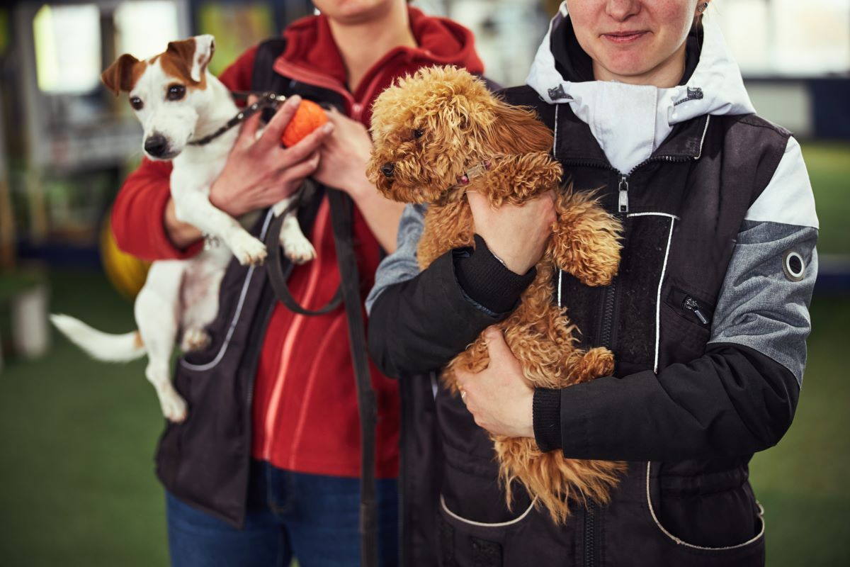 Tierheim-Adoption in Warendorf – Tiere adoptieren statt kaufen